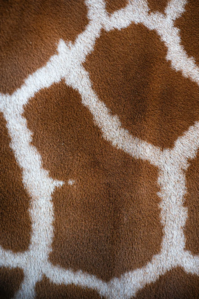 Image of a Giraffe Fur Closeup